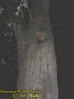 creeptreehole.jpg (25025 bytes)