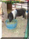 pony1.jpg (34653 bytes)
