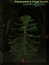 pinetree.jpg (16887 bytes)