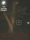 treeanomaly.jpg (26582 bytes)