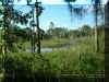 july2006woods.jpg (53670 bytes)