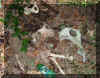 bones.jpg (61671 bytes)