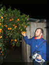 jasonoranges.jpg (34041 bytes)