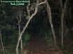 woods2.jpg (39315 bytes)